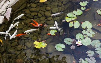 «Она задохнулась»: рыба в Ангарском пруду Волгограда погибла из-за отсутствия кислорода